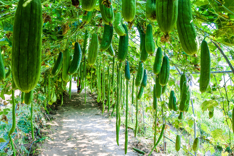 Luffa: Esponja Natural - Vida Sostenible