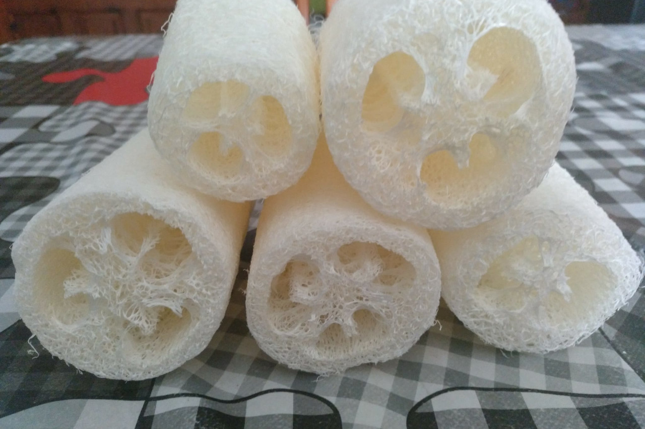 Trozos de Luffa