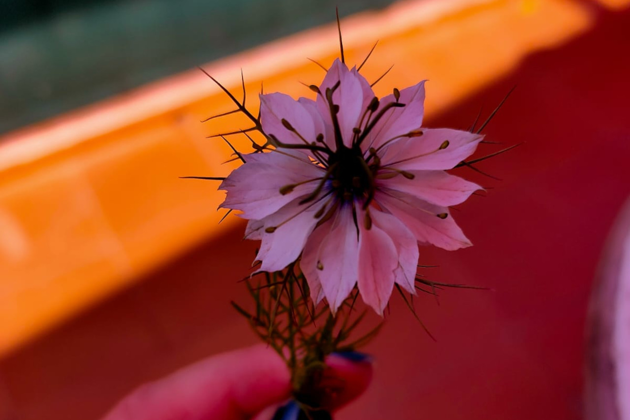 Nigella Sativa